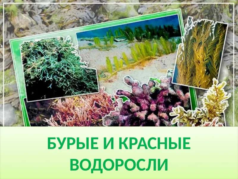 Бурые и красные водоросли 1