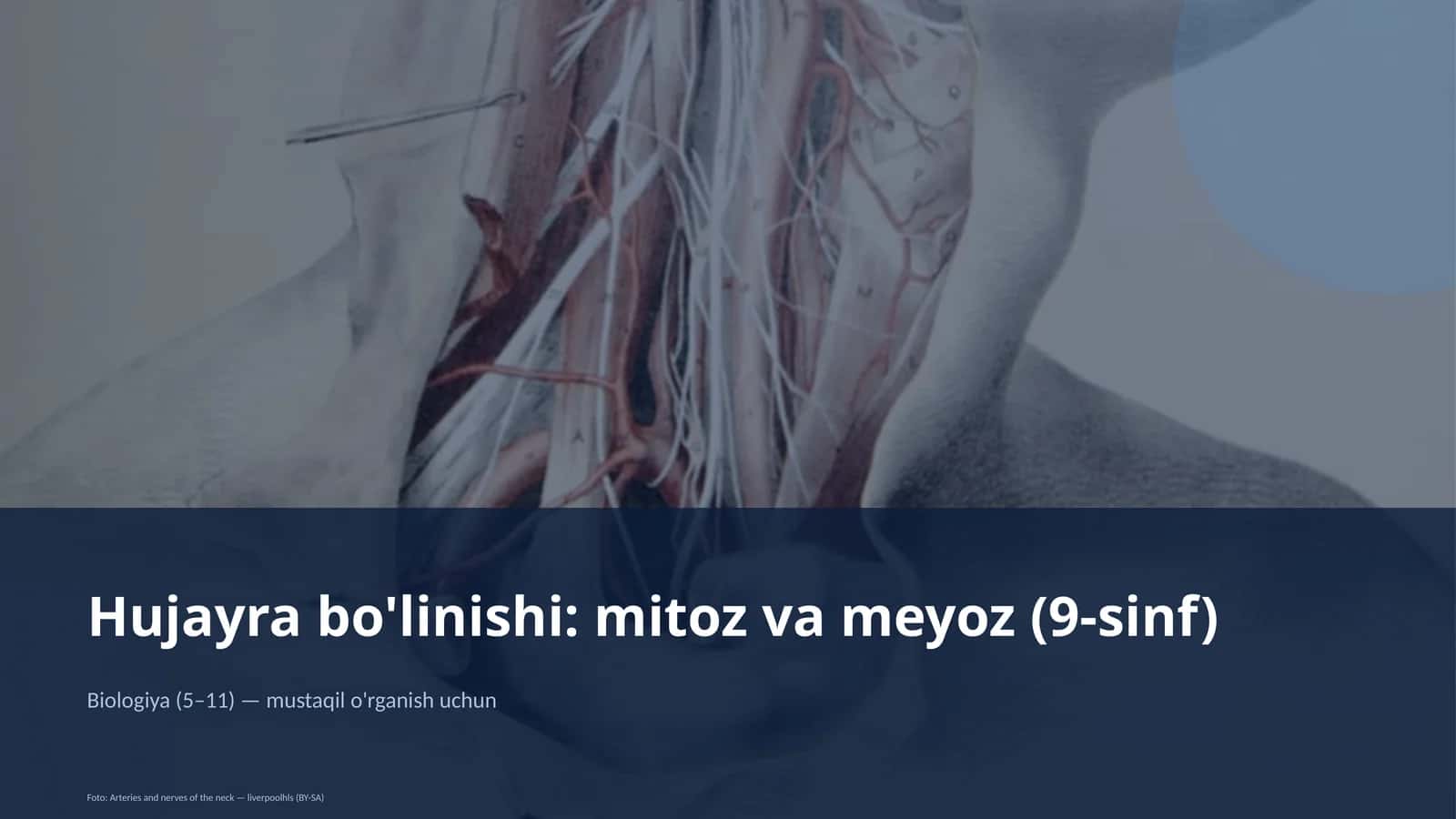 Hujayra bo'linishi: mitoz va meyoz (9-sinf) 1