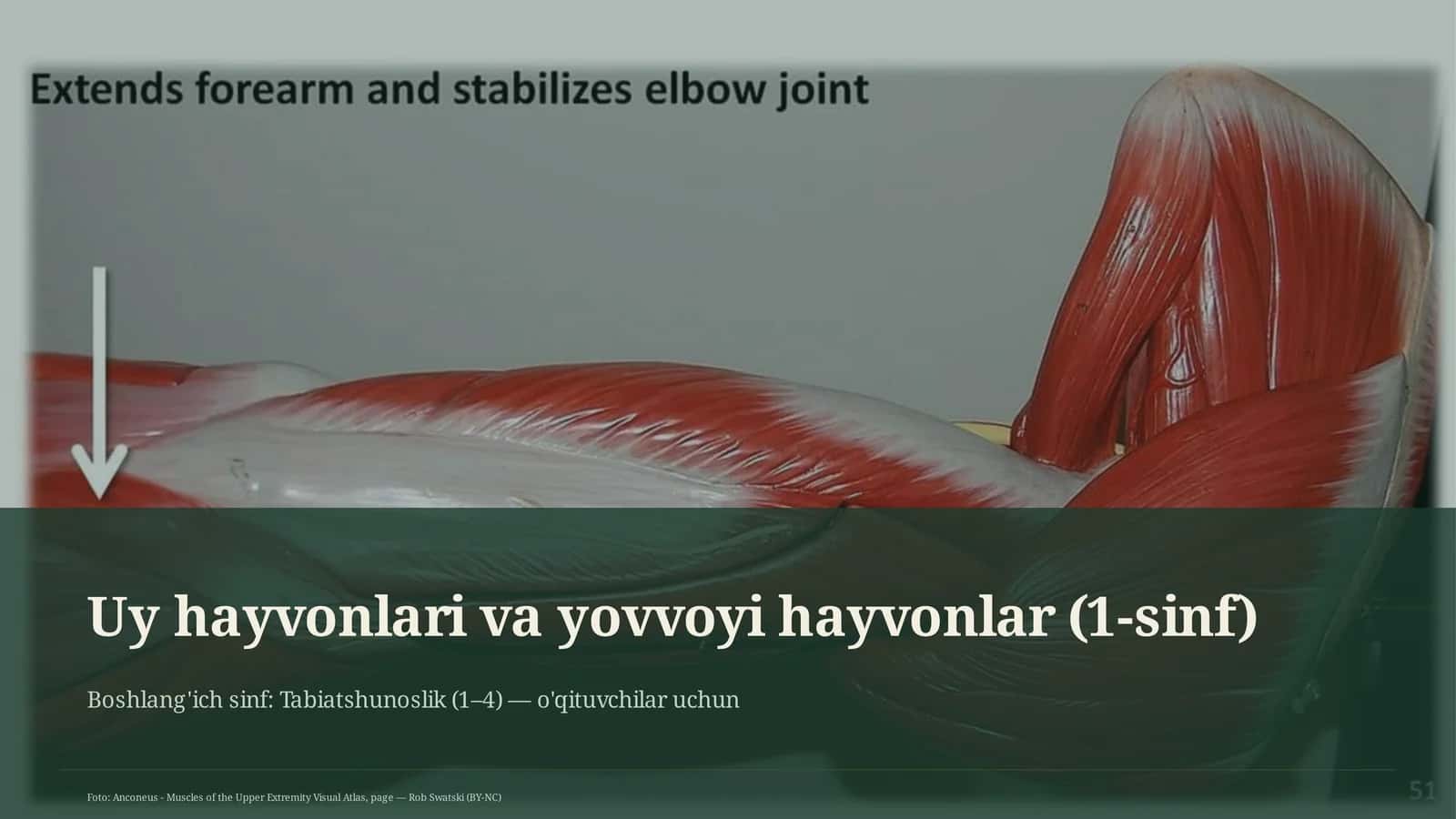 Uy hayvonlari va yovvoyi hayvonlar (1-sinf) 1