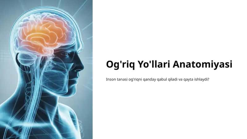 Og'riq Yo'llari Anatomiyasi 1