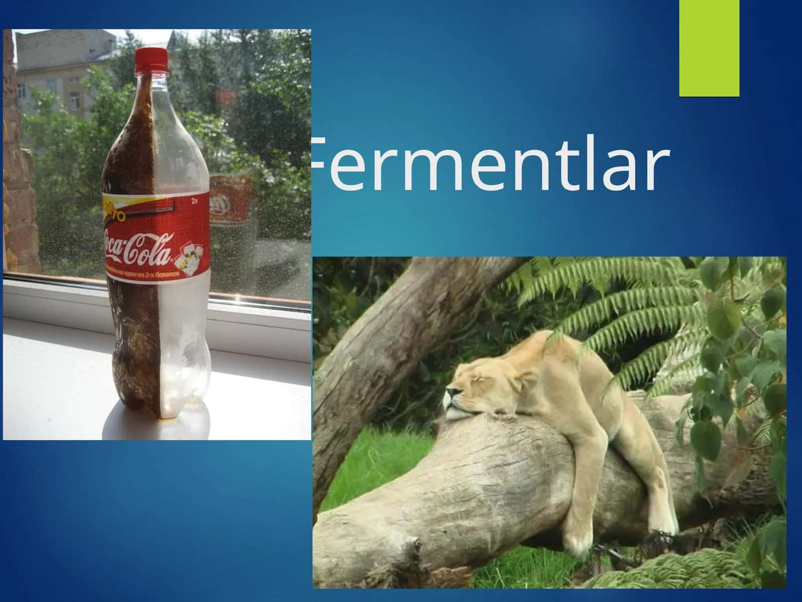 Fermentlar 1