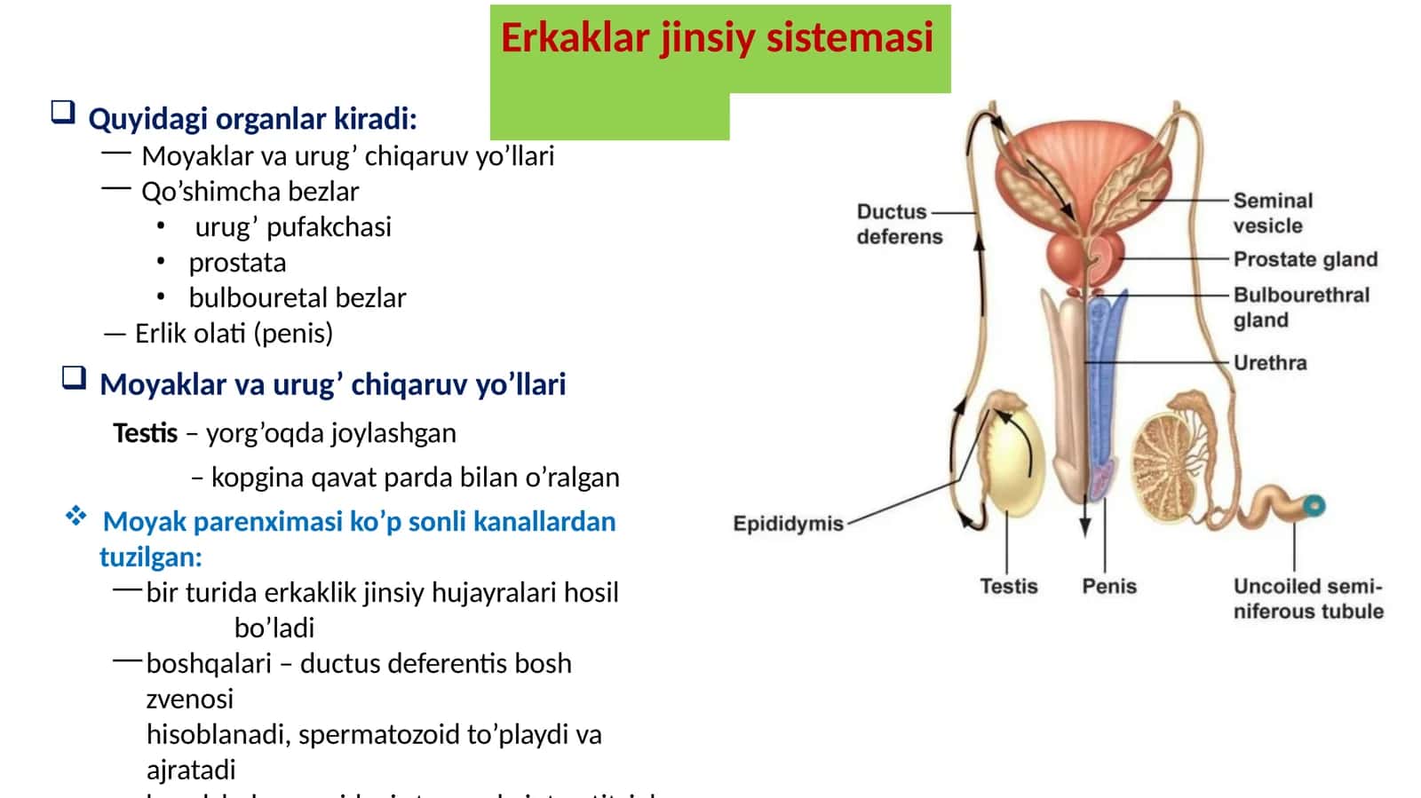 Erkaklar jinsiys sistemasi 1