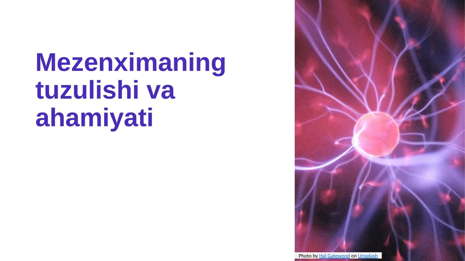 Mezenximaning tuzulishi va ahamiyati 1