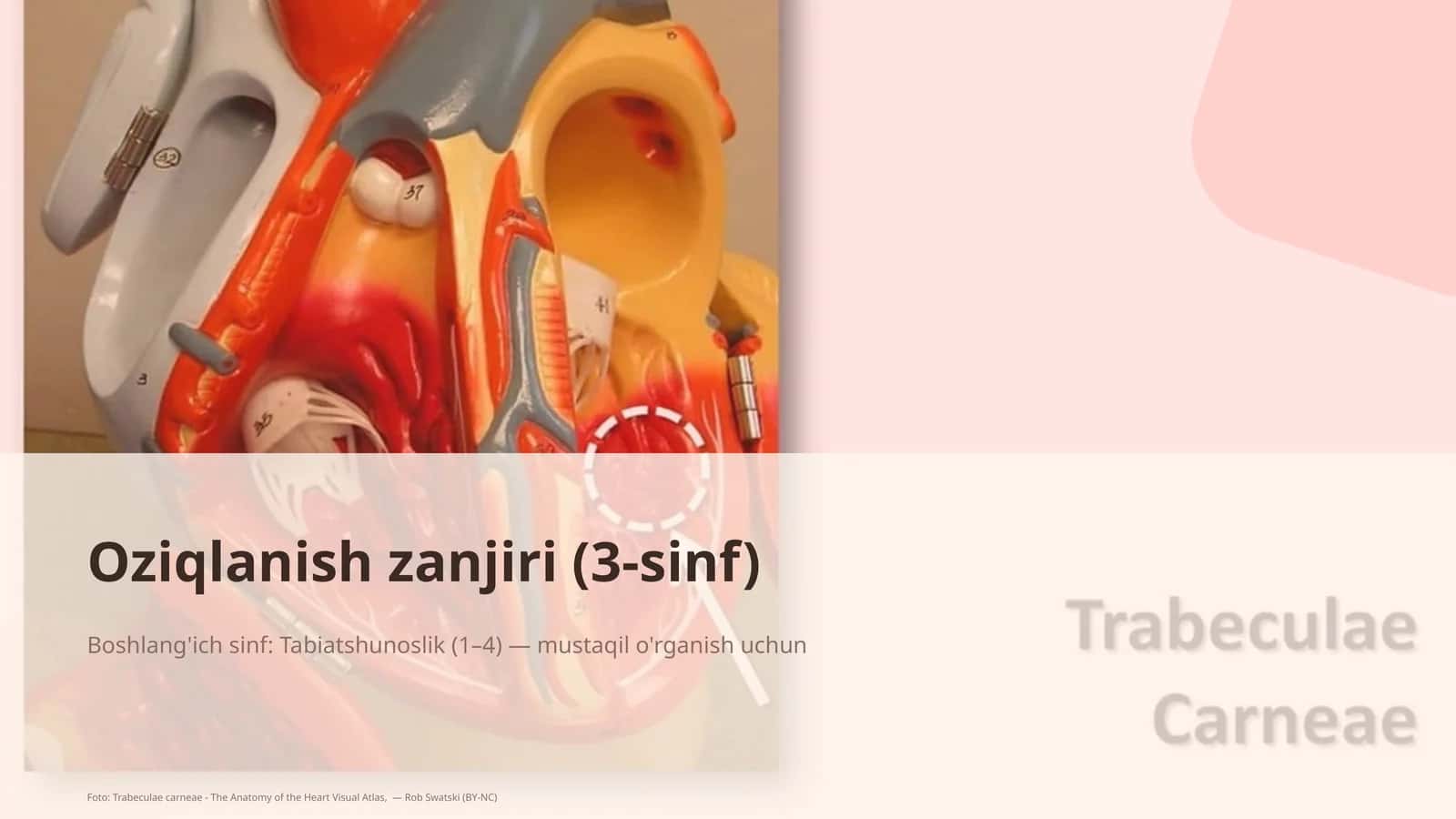 Oziqlanish zanjiri (3-sinf) 1