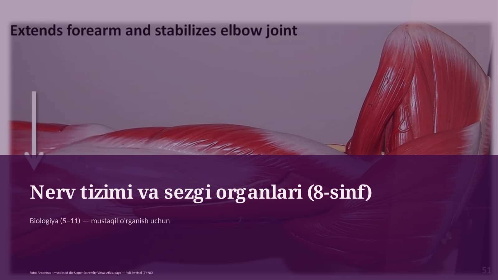 Nerv tizimi va sezgi organlari (8-sinf) 1