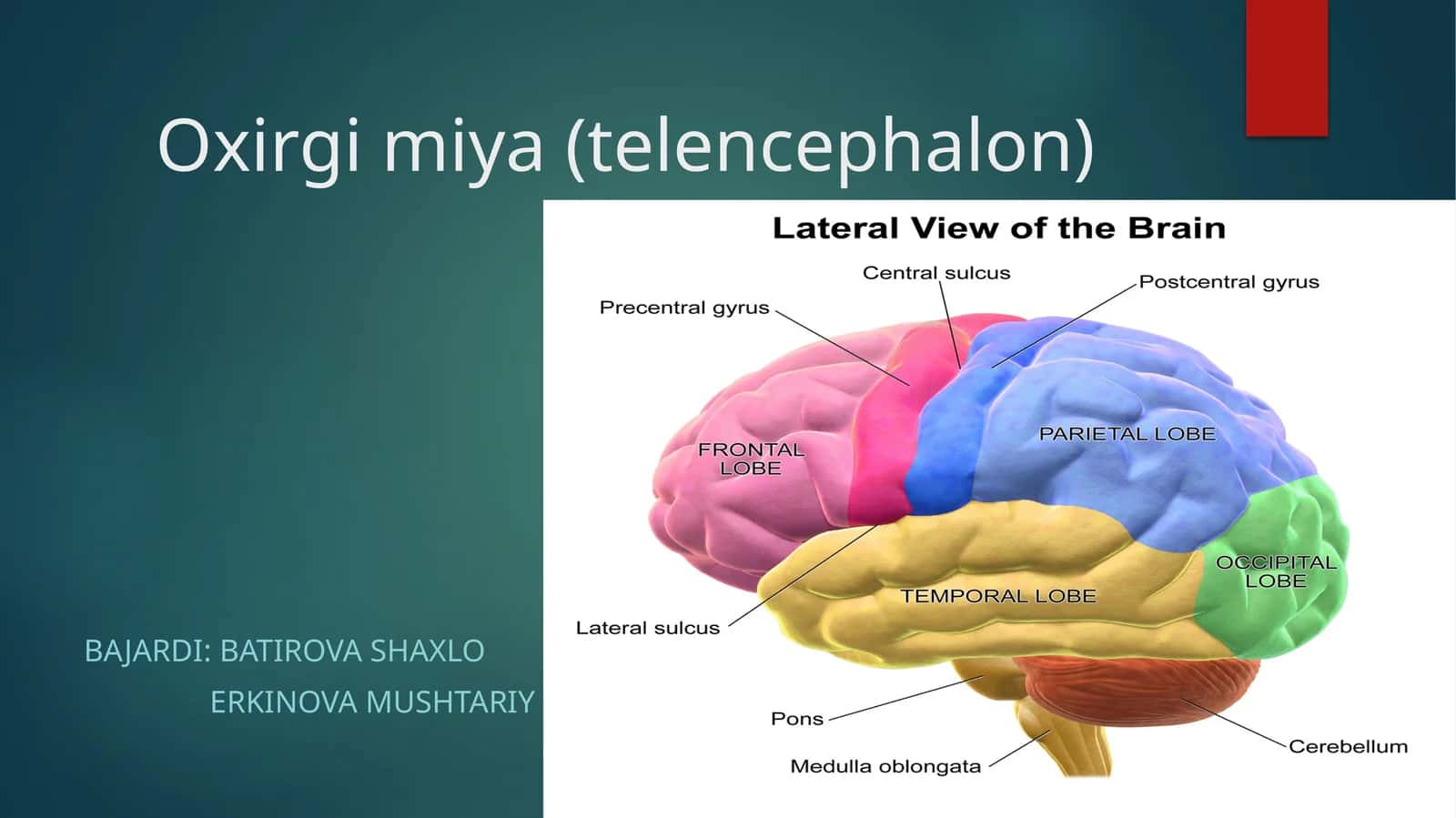 Oxirgi miya (telencephalon) 1