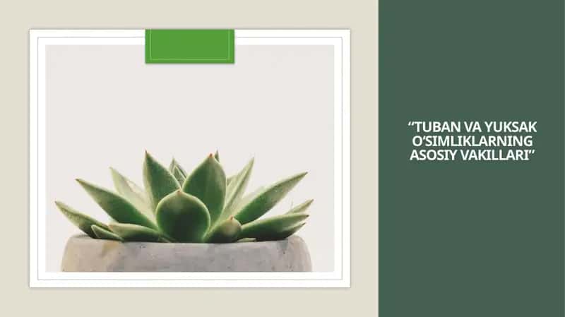 TUBAN VA YUKSAK O‘SIMLIKLARNING ASOSIY VAKILLARI 1