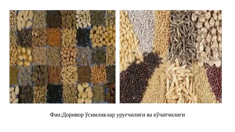 Доривор ўсимликлар уруғчилиги ва кўчатчилиги 1