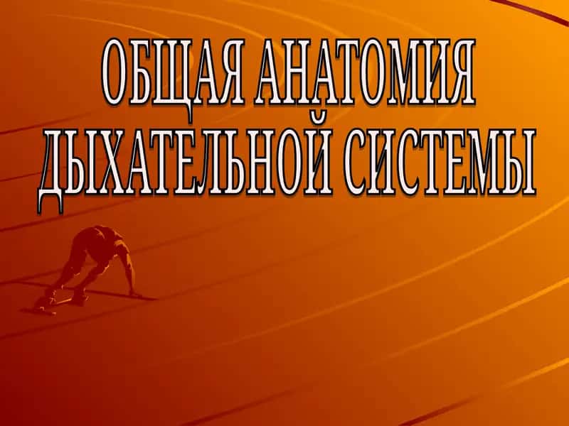 ОБЩАЯ АНАТОМИЯ ДЫХАТЕЛЬНОЙ СИСТЕМЫ 1