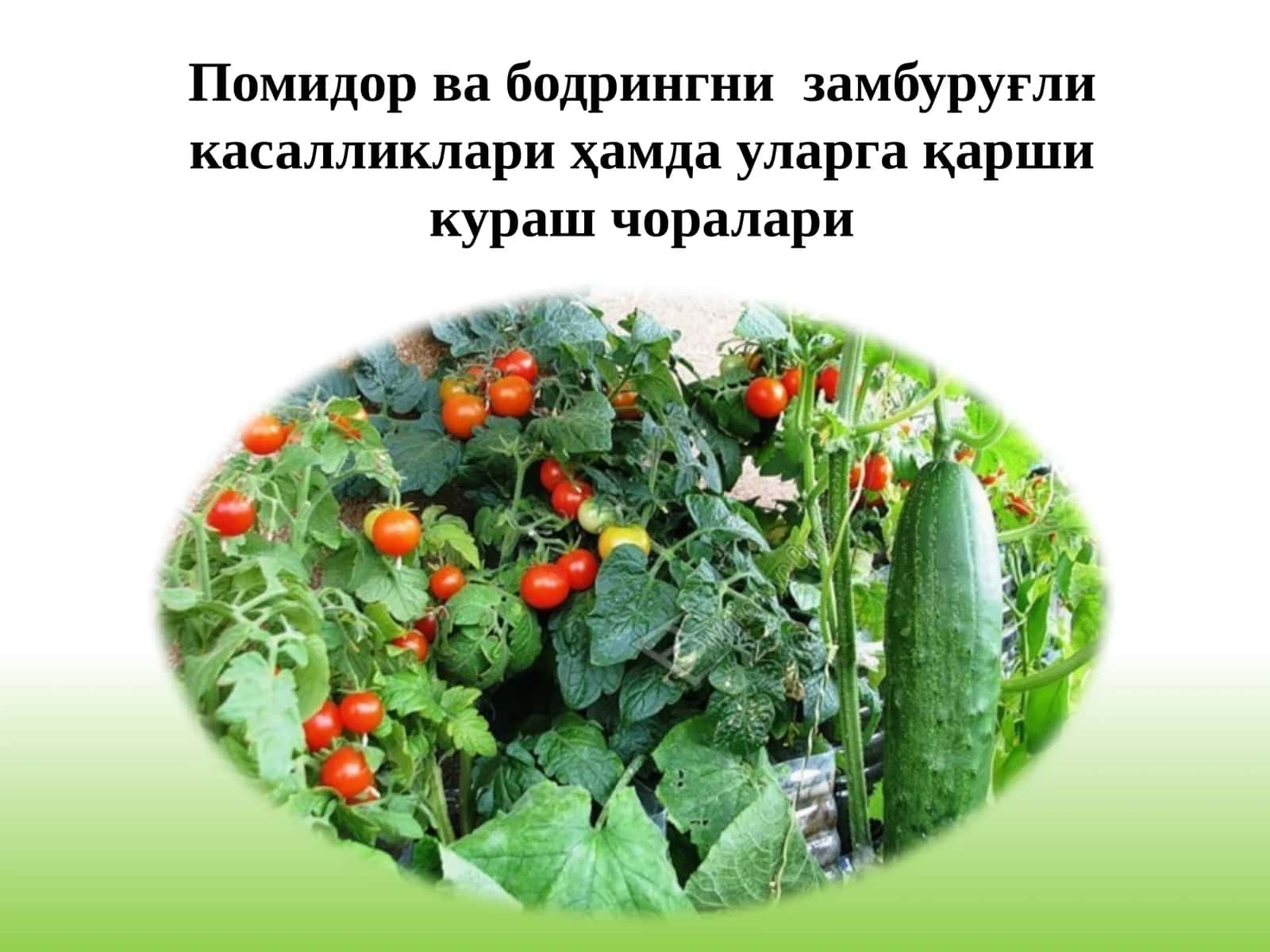 Помидорнингзамбуруғликасалликлари 1