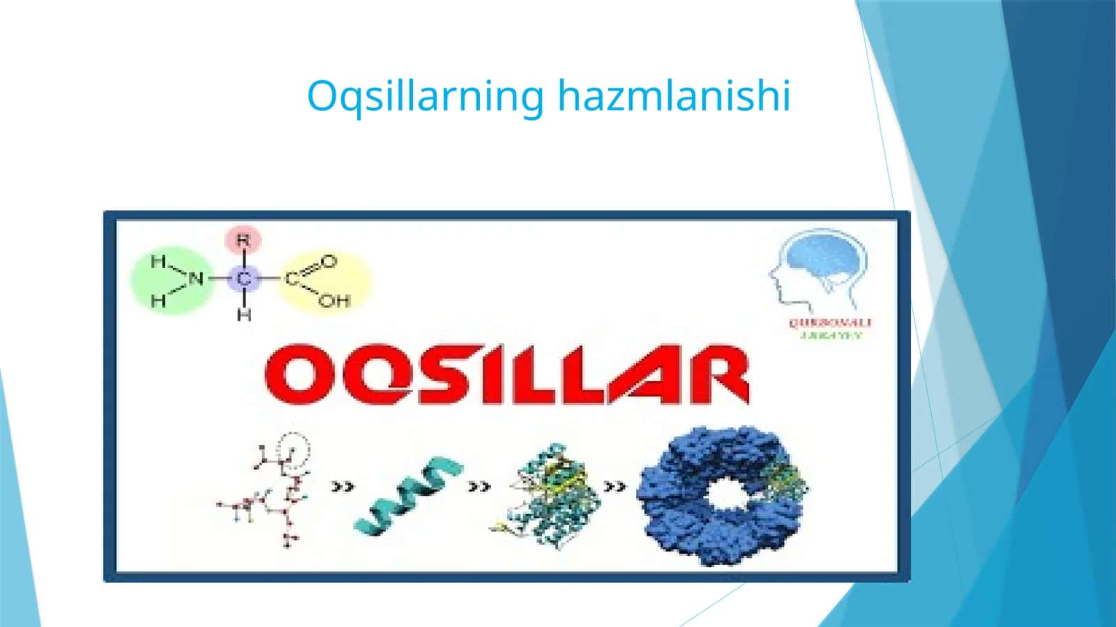 Oqsillarning hazmlanishi 1