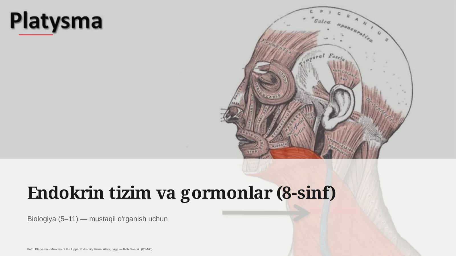Endokrin tizim va gormonlar (8-sinf) 1