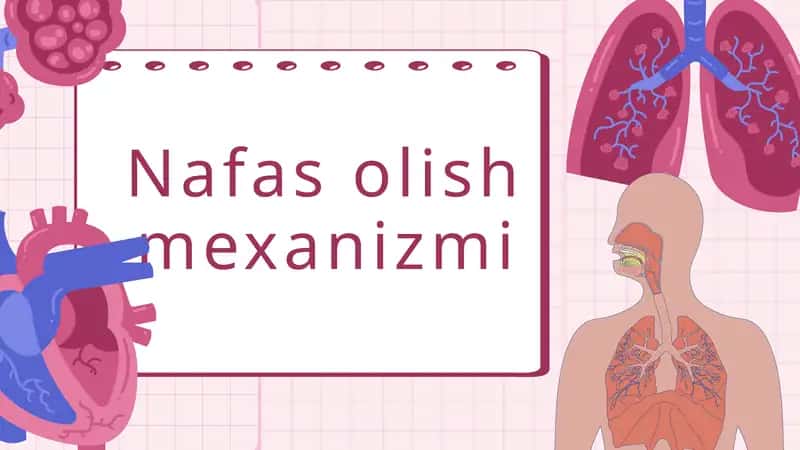 Nafas olish mexanizmi 1