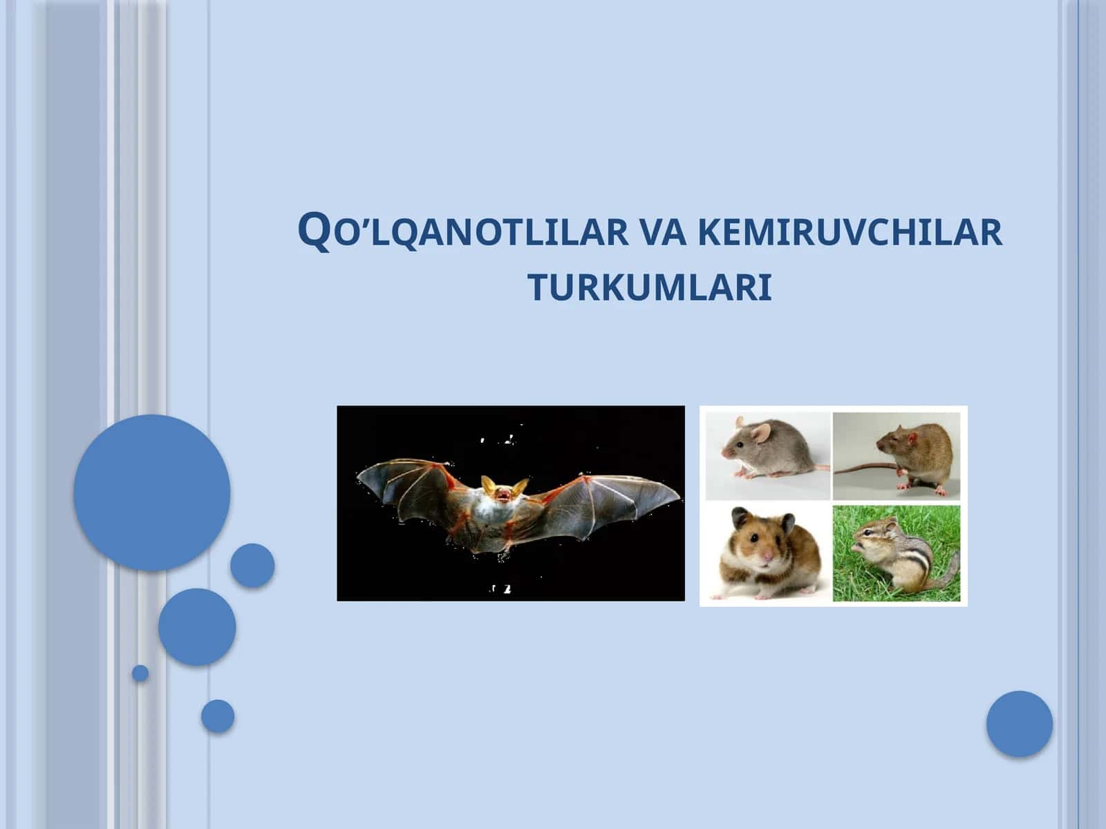 Qo’lqanotlilar vakemiruvchilar turkumlari 1