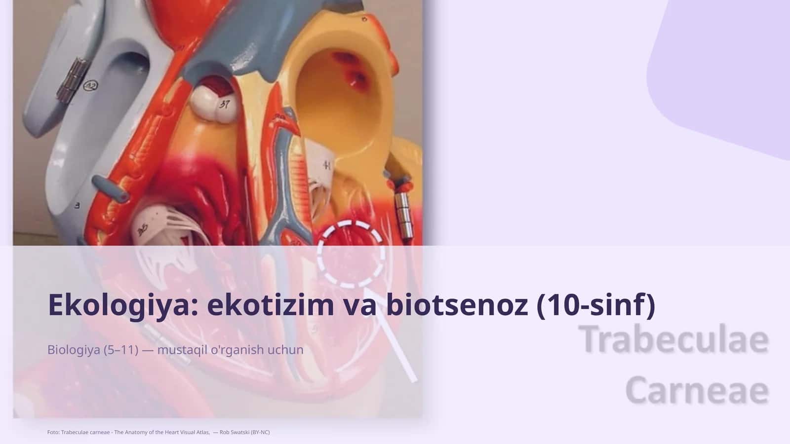 Ekologiya: ekotizim va biotsenoz (10-sinf) 1