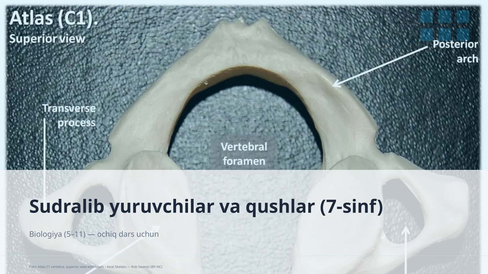 Sudralib yuruvchilar va qushlar (7-sinf) 1