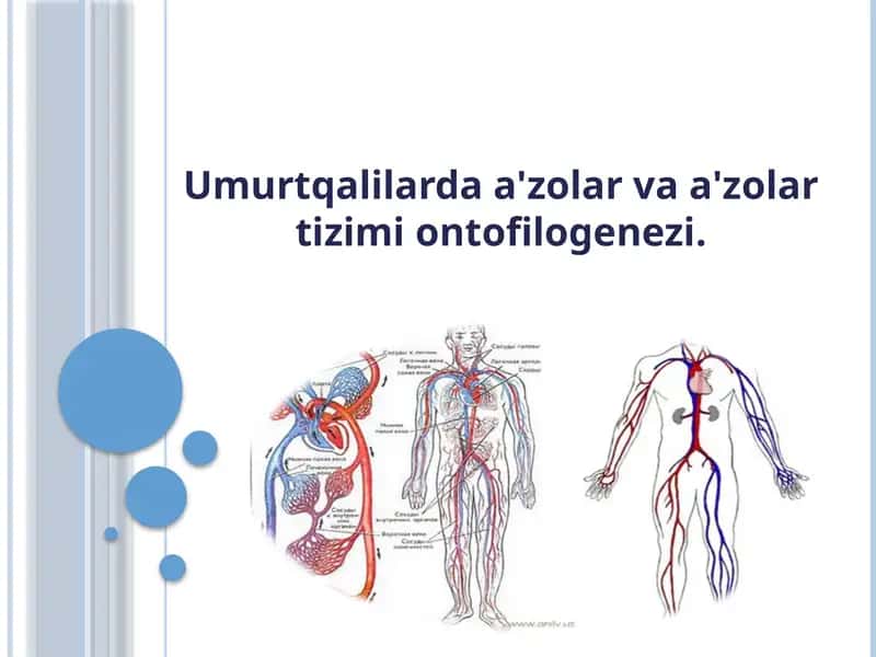 Umurtqalilardaa'zolarvaa'zolartizimiontofilogenezi 1