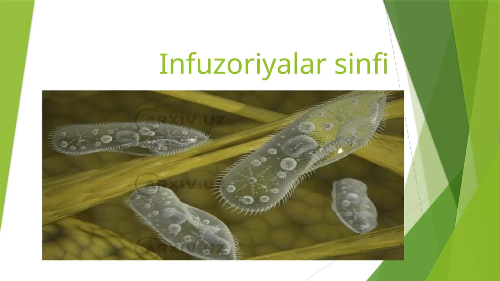 Infuzoriyalar sinfi 1