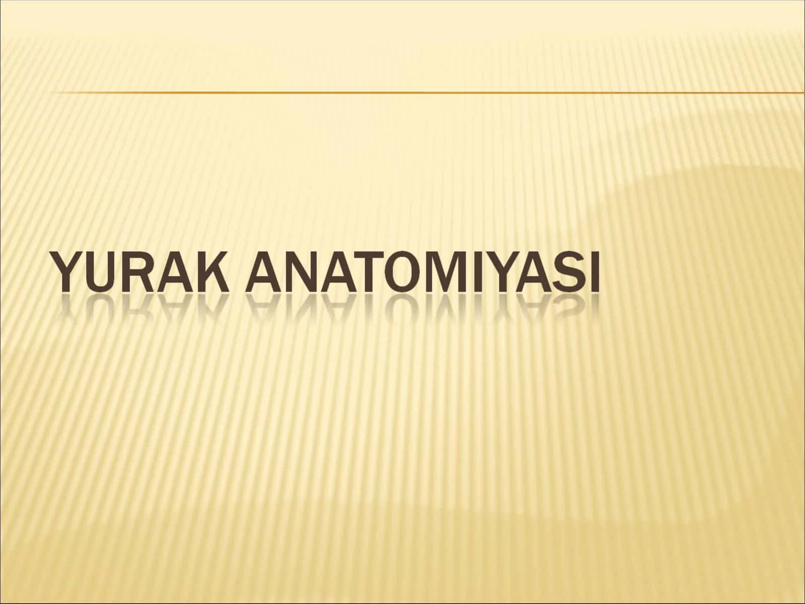 Yurak anatomiyasi 1