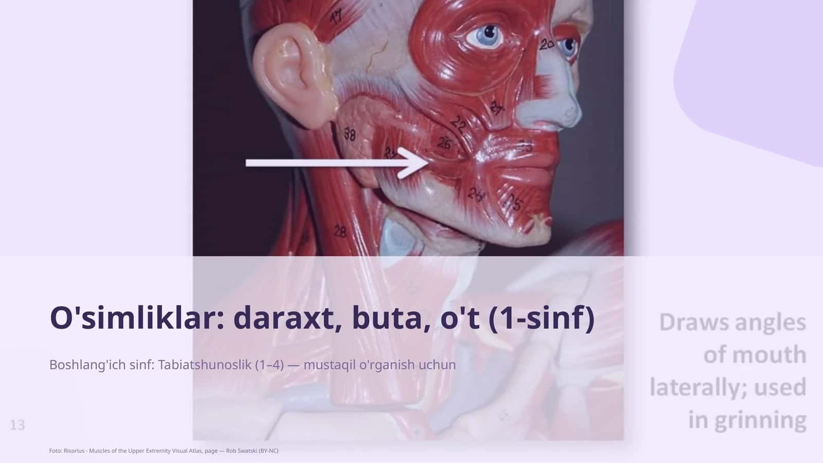 O'simliklar: daraxt, buta, o't (1-sinf) 1