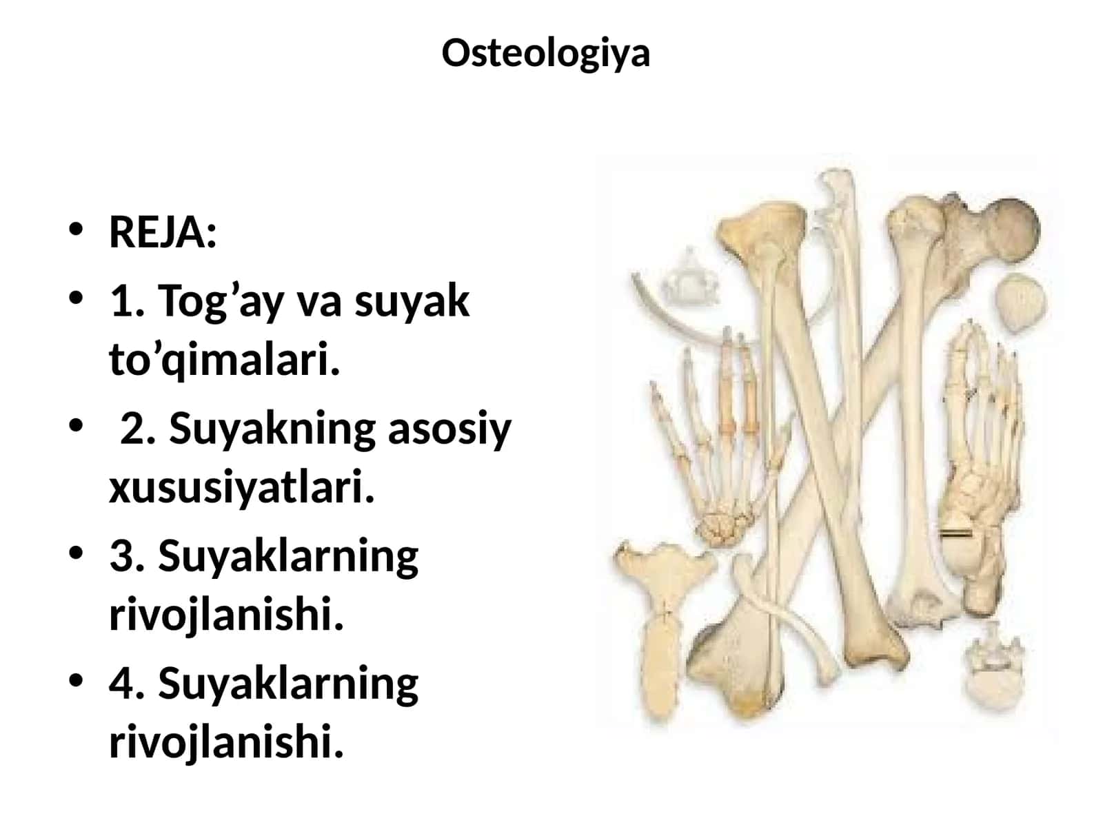 Osteologiya 1
