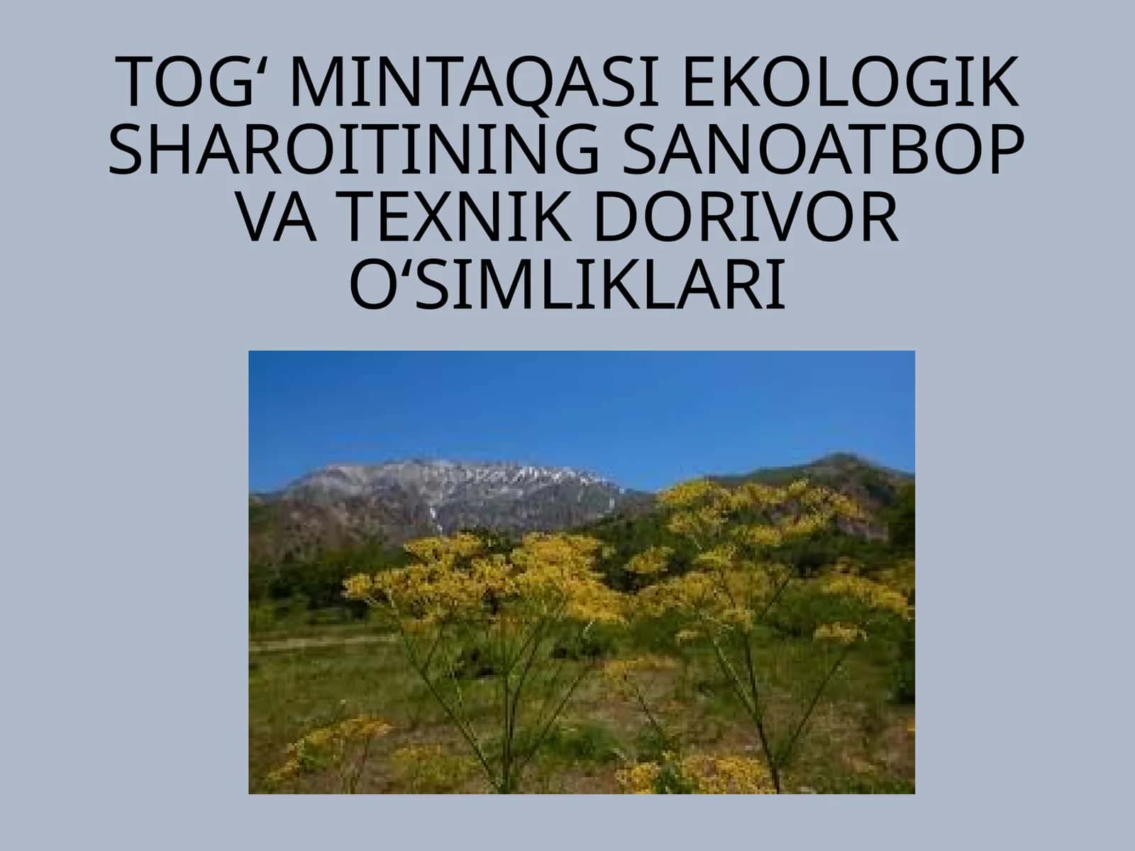 TOG‘ MINTAQASI EKOLOGIK SHAROITINING SANOATBOP VA TEXNIK DORIVOR O‘SIMLIKLARI 1