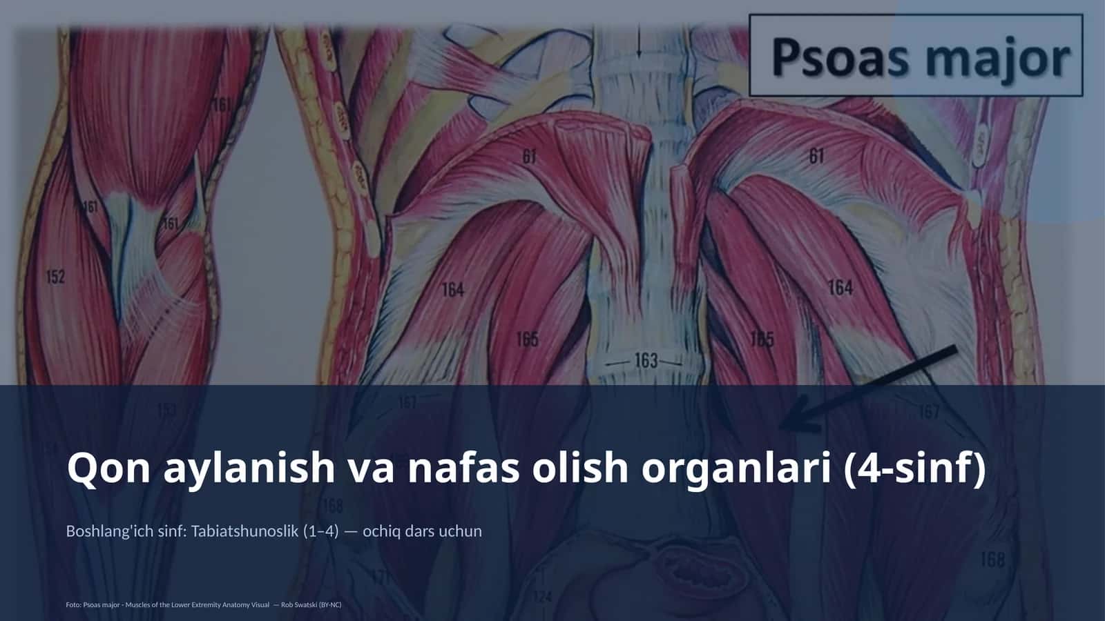 Qon aylanish va nafas olish organlari (4-sinf) 1