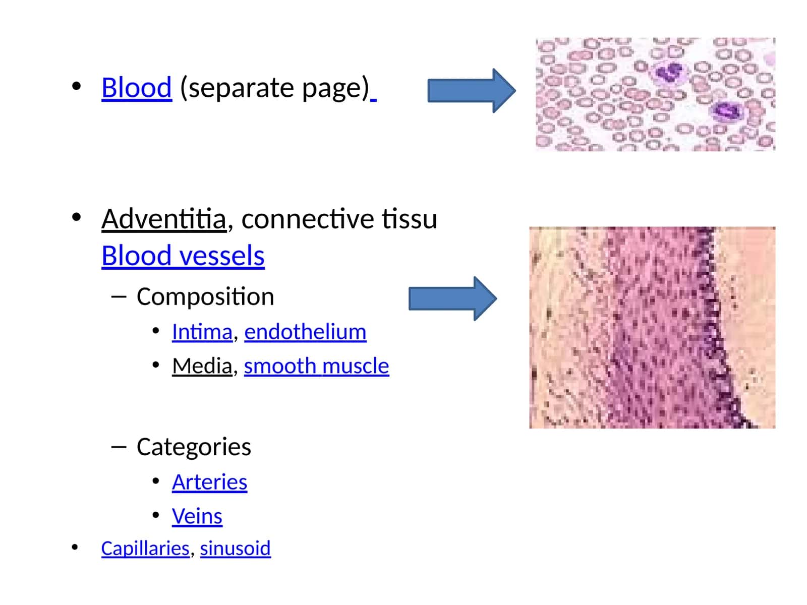 Blood vessels 1