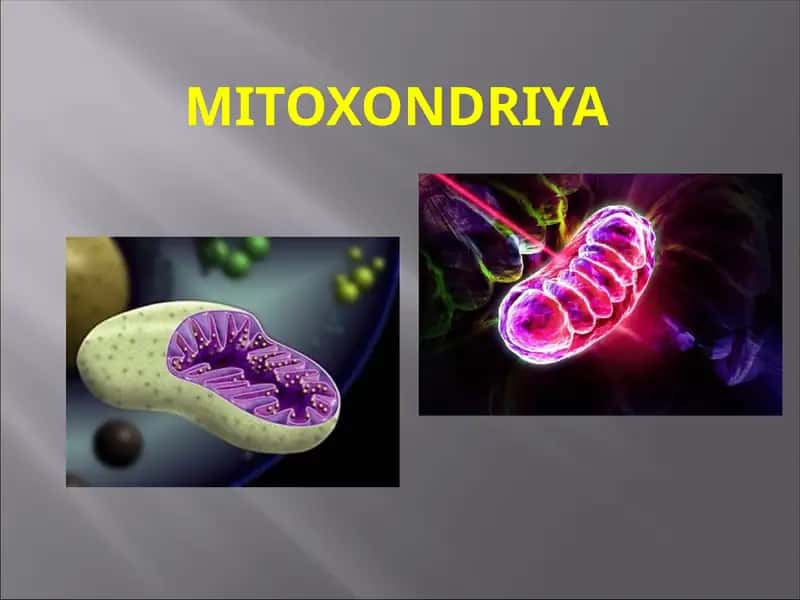 Mitoxondriya 1