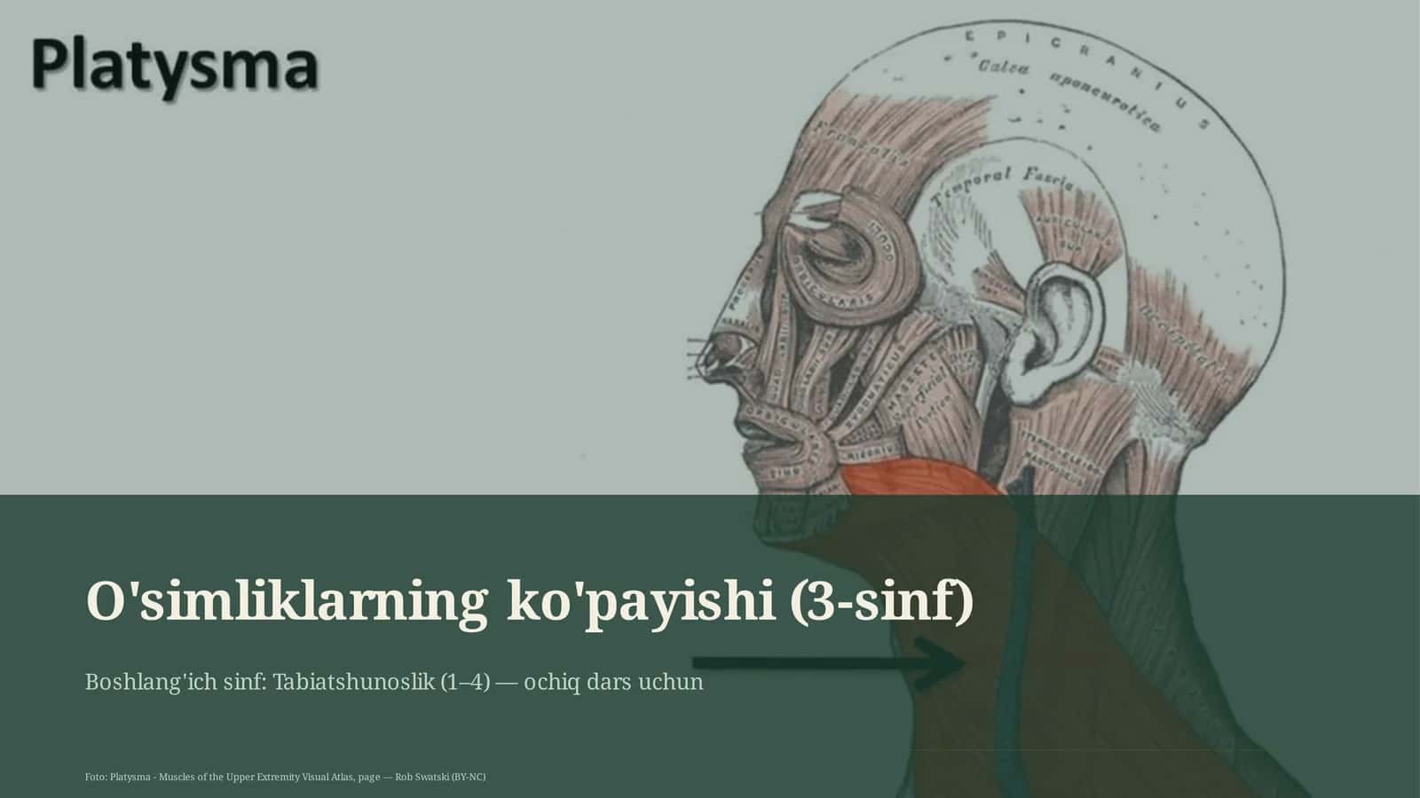O'simliklarning ko'payishi (3-sinf) 1