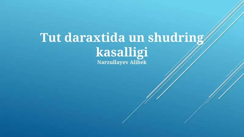 Tut daraxtida un shudring kasalligi 1