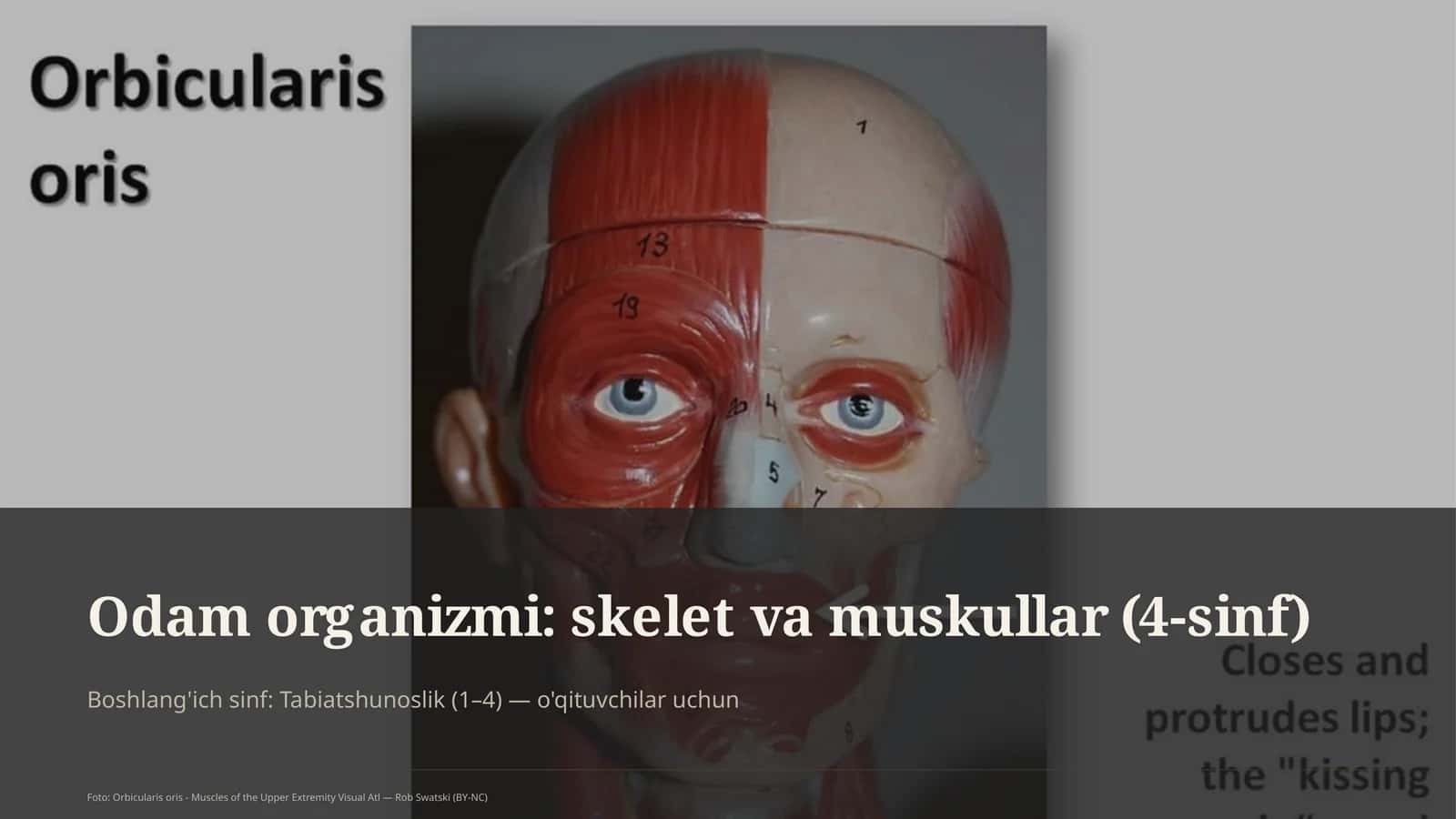 Odam organizmi: skelet va muskullar (4-sinf) 1