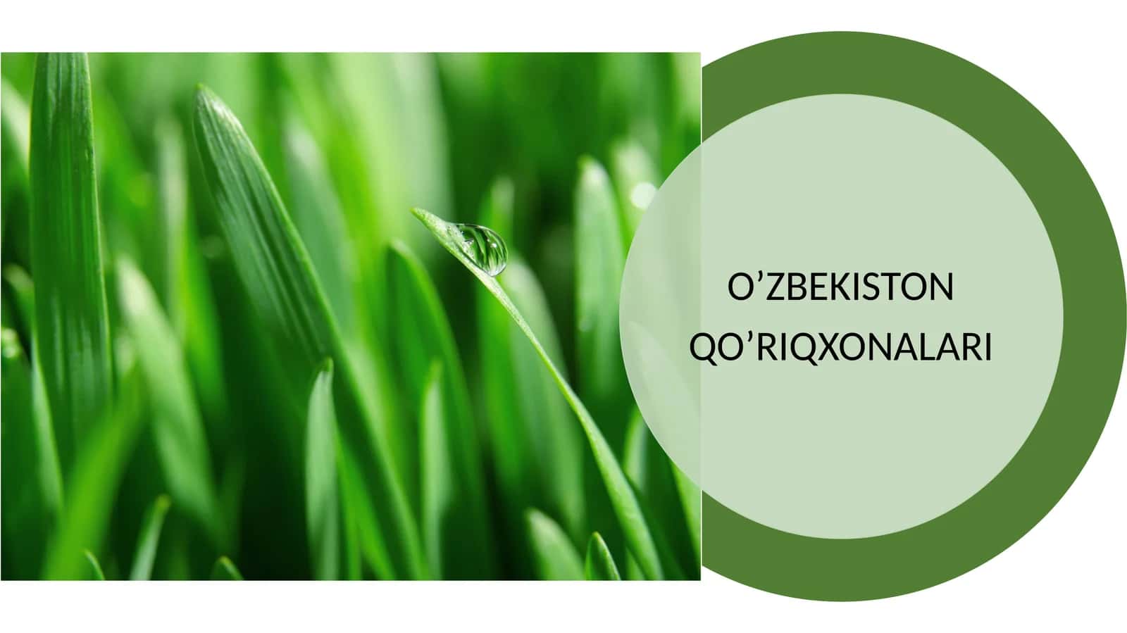 O'zbekistonning qo'riqxonalari 1