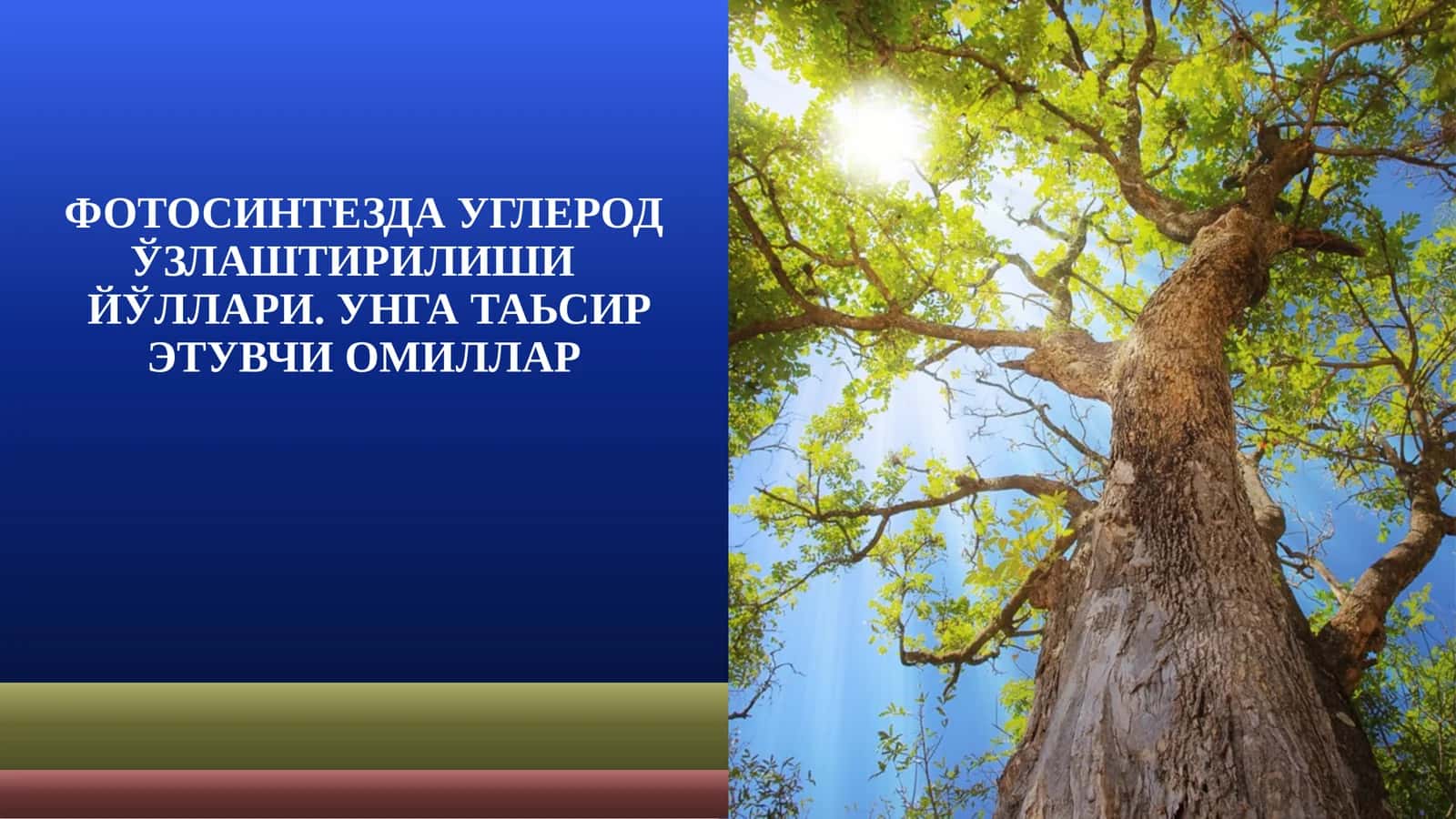 ФОТОСИНТЕЗДА УГЛЕРОД ЎЗЛАШТИРИЛИШИЙЎЛЛАРИ. УНГА ТАЬСИР ЭТУВЧИ ОМИЛЛАР 1