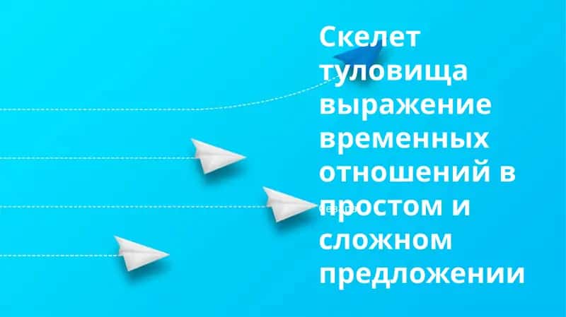 Скелет туловища 1