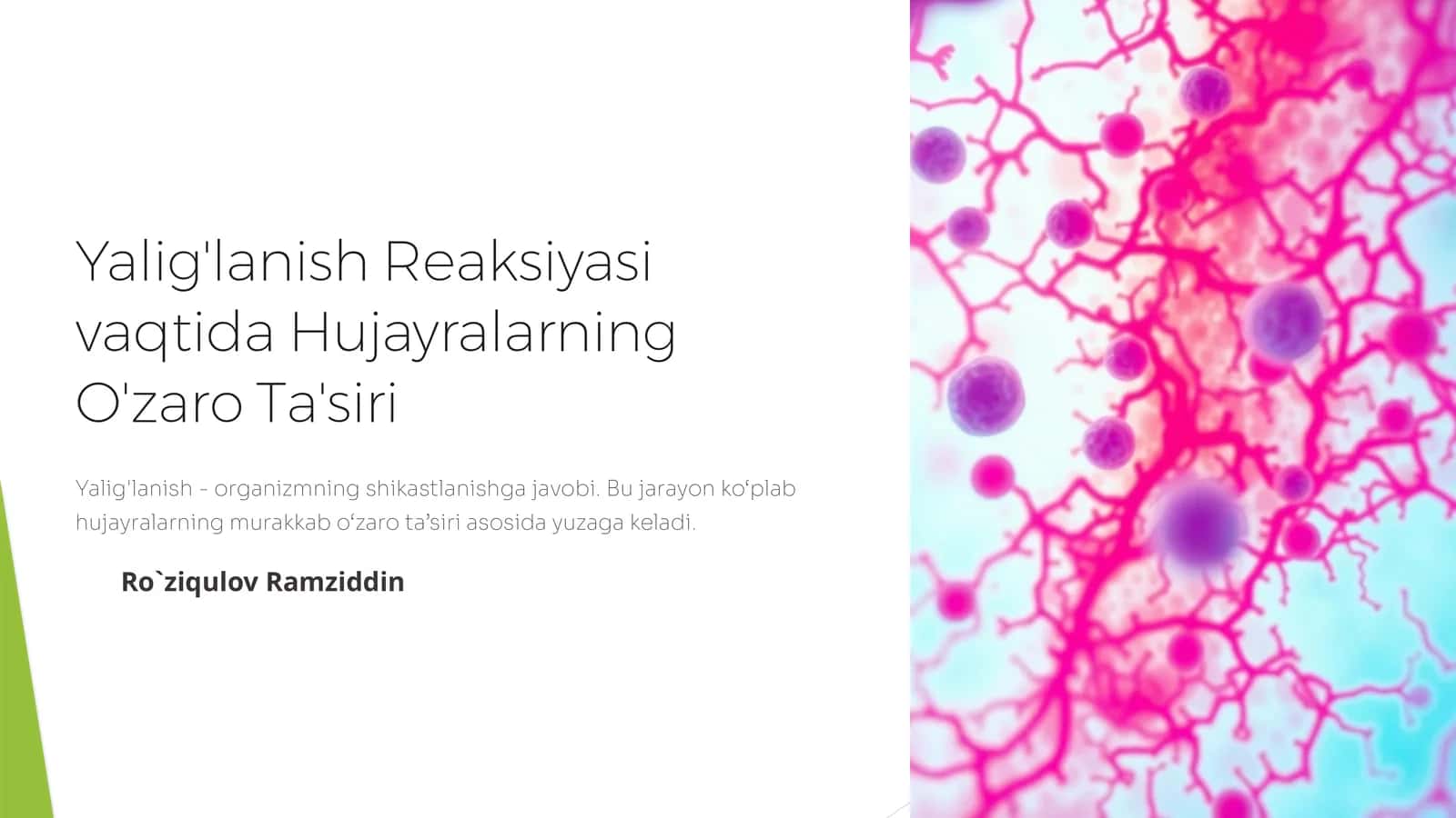 Yalig'lanish Reaksiyasi vaqtida Hujayralarning O'zaro Ta'siri 1