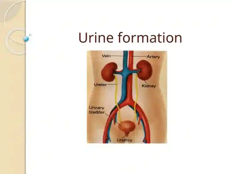 Urine Formation 1