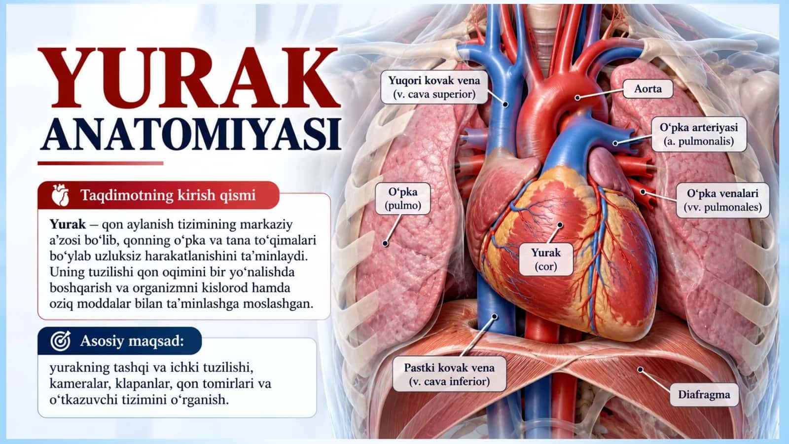 Yurak anatomiyasi — Professional taqdimot (16 slayd) 1