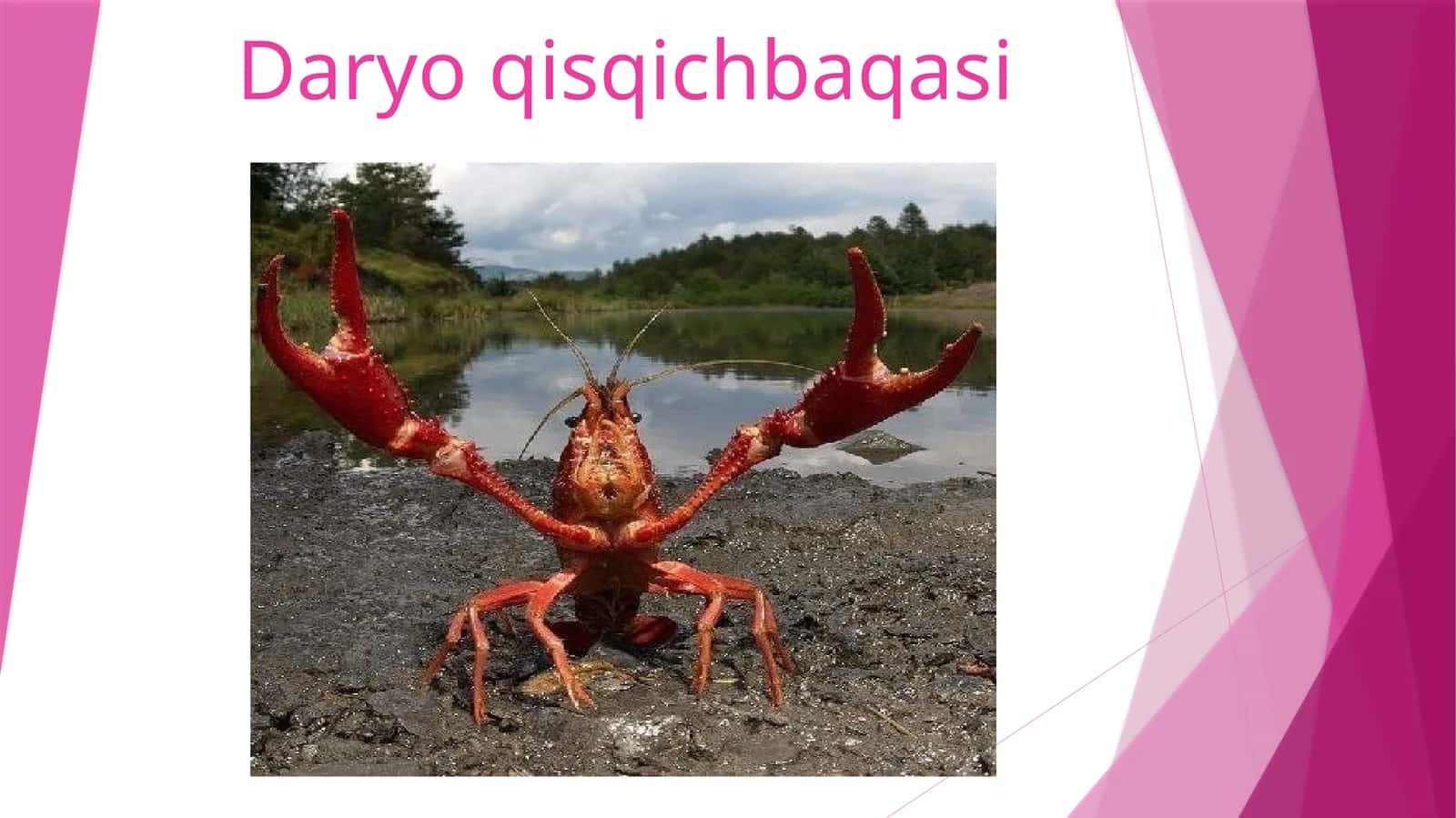 Daryoqisqichbaqasi 1