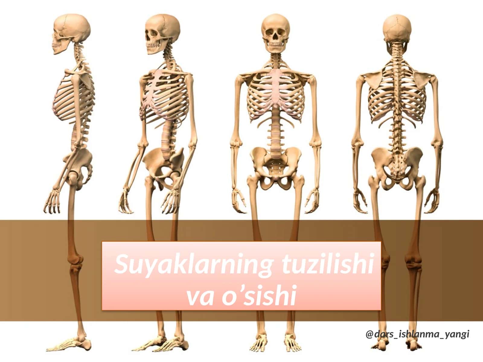 Suyaklarning tuzilishi va o‘sishi 1