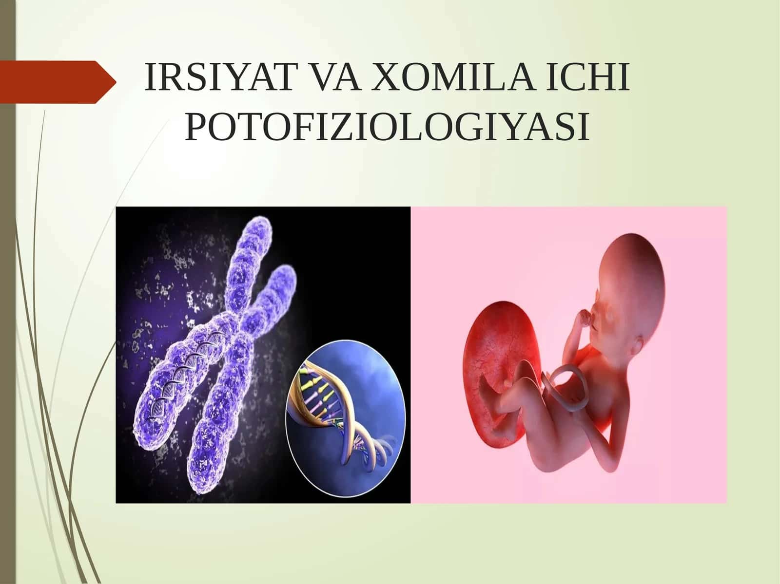 IRSIYAT VA XOMILA ICHI POTOFIZIOLOGIYASI 1
