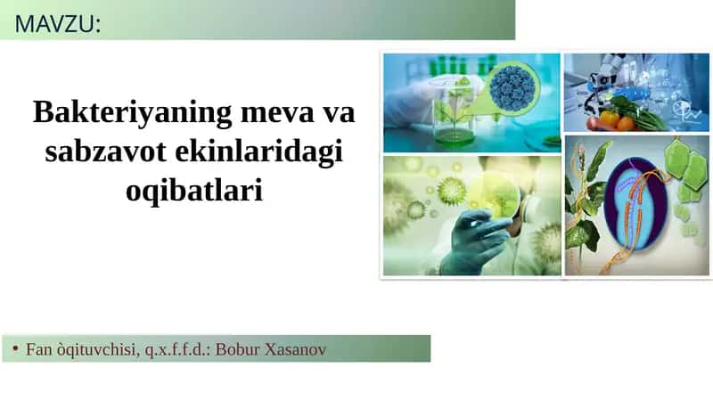 Bakteriyaning meva va sabzavot ekinlaridagi oqibatlari 1