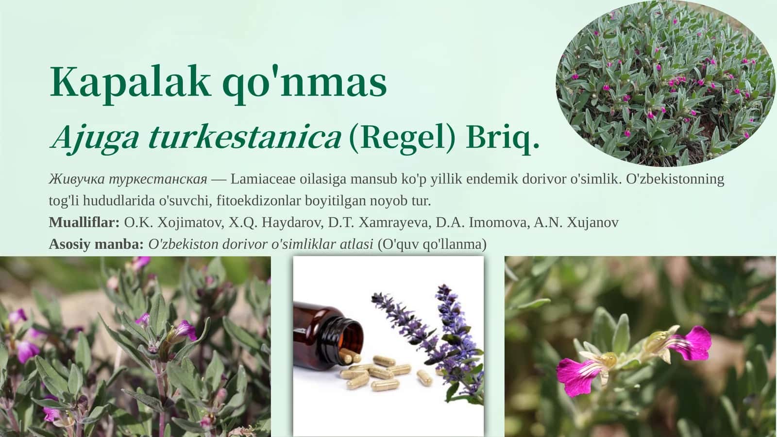 Ajuga turkestanica(Regel) Briq 1
