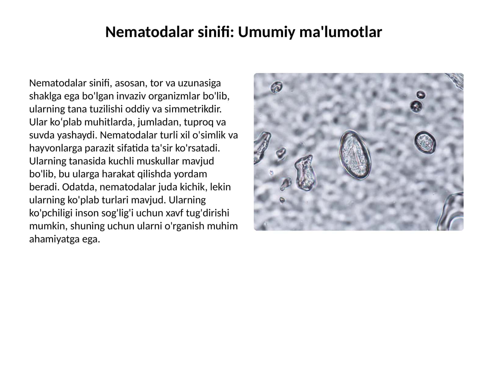 Nematodalar sinifi: Umumiy ma'lumotlar 1