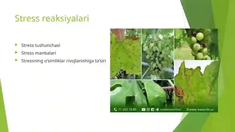 Stress reaksiyalari 1