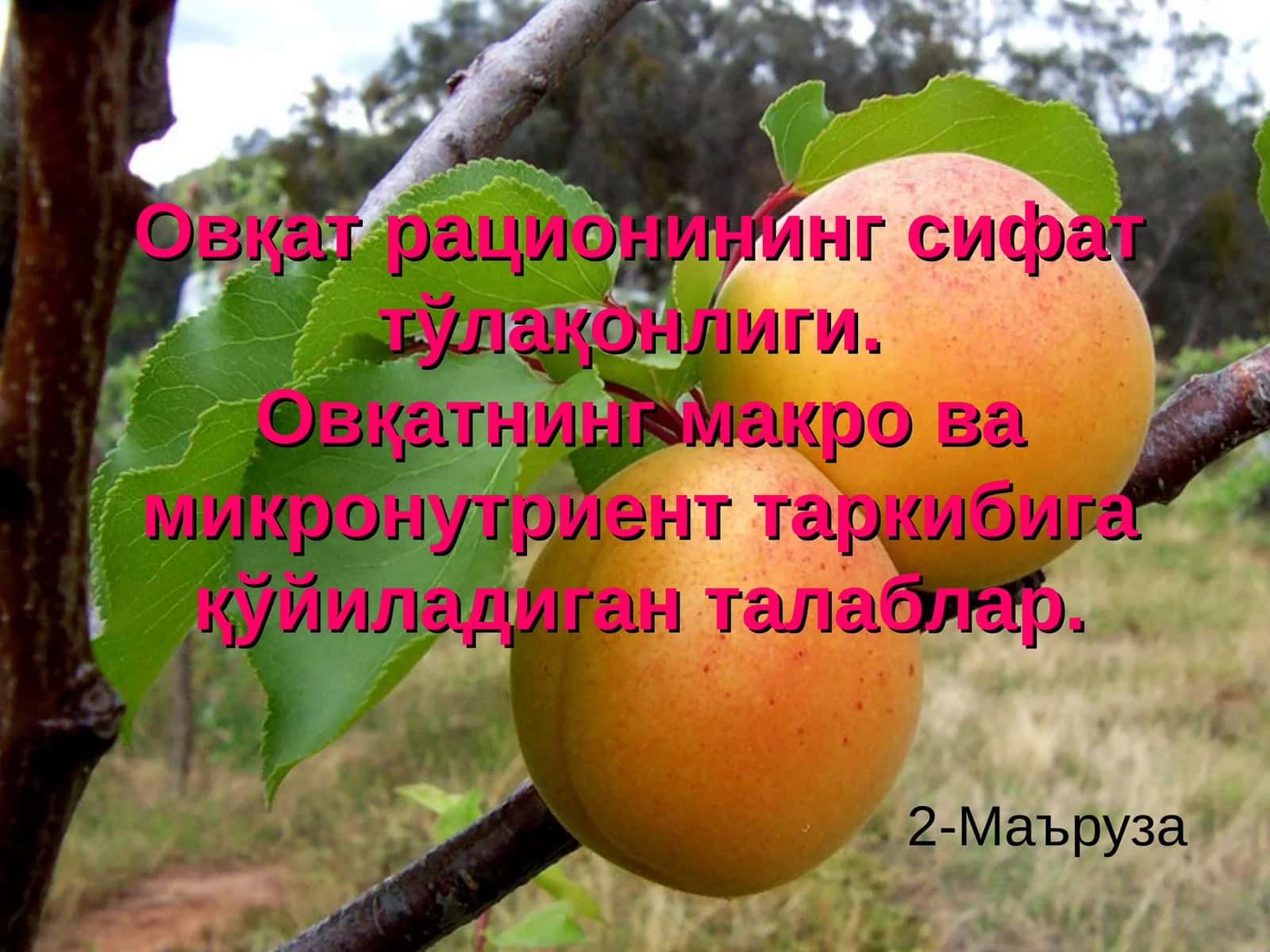 Овқат рационининг сифат тўлақонлиги 1