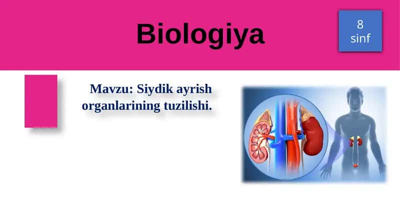 Siydik ayrish organlarining tuzilishi 1