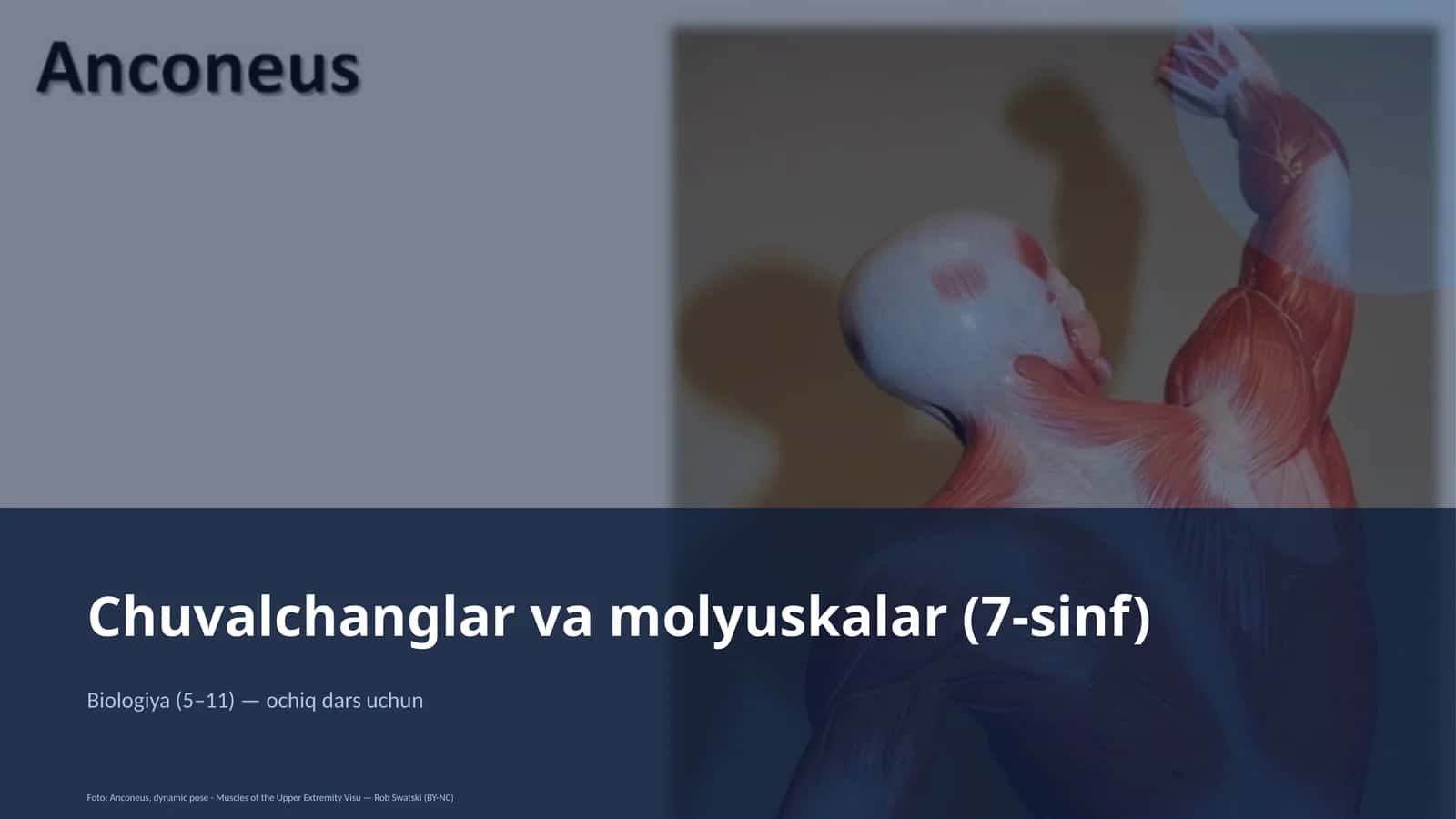 Chuvalchanglar va molyuskalar (7-sinf) 1
