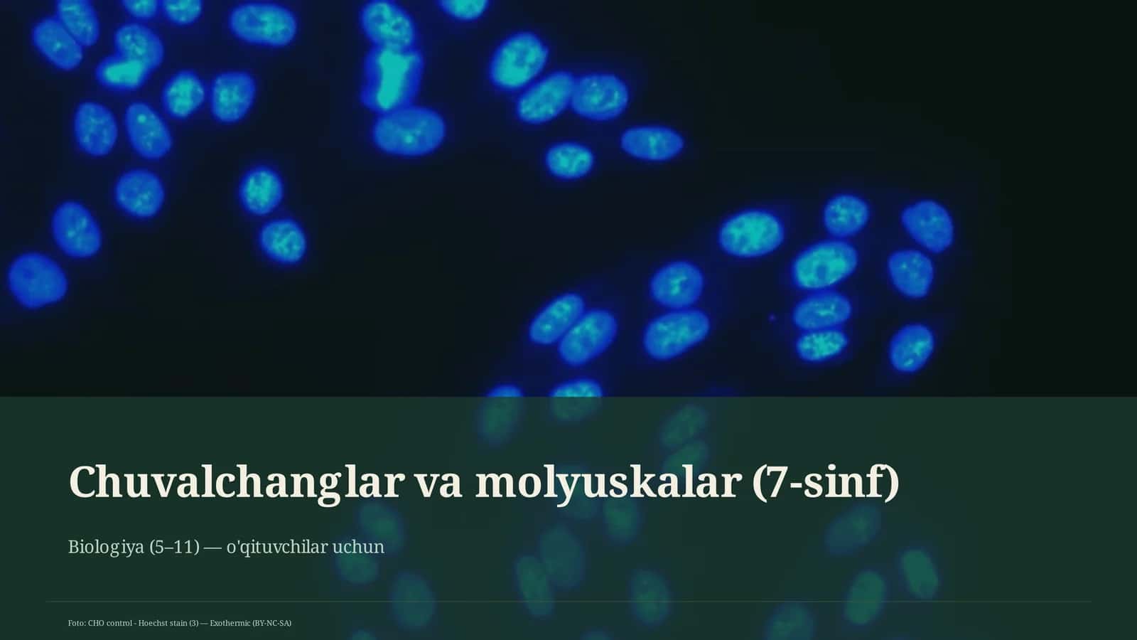 Chuvalchanglar va molyuskalar mavzusi 1