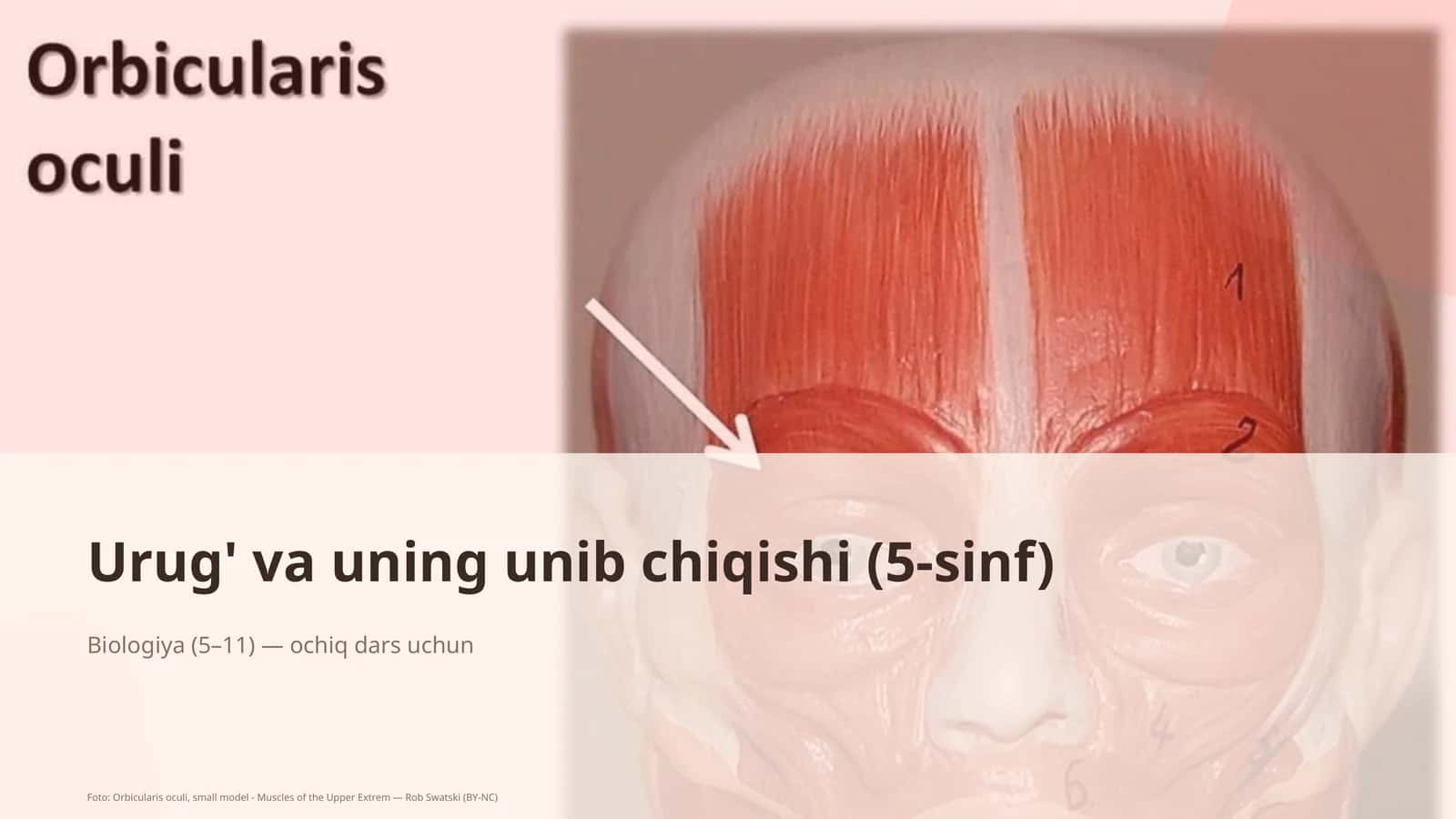 Urug' va uning unib chiqishi (5-sinf) 1
